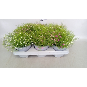 Gypsophila muralis   ...mix /pot