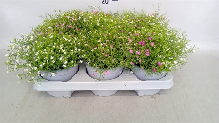 <h4>Gypsophila muralis   ...mix /pot</h4>