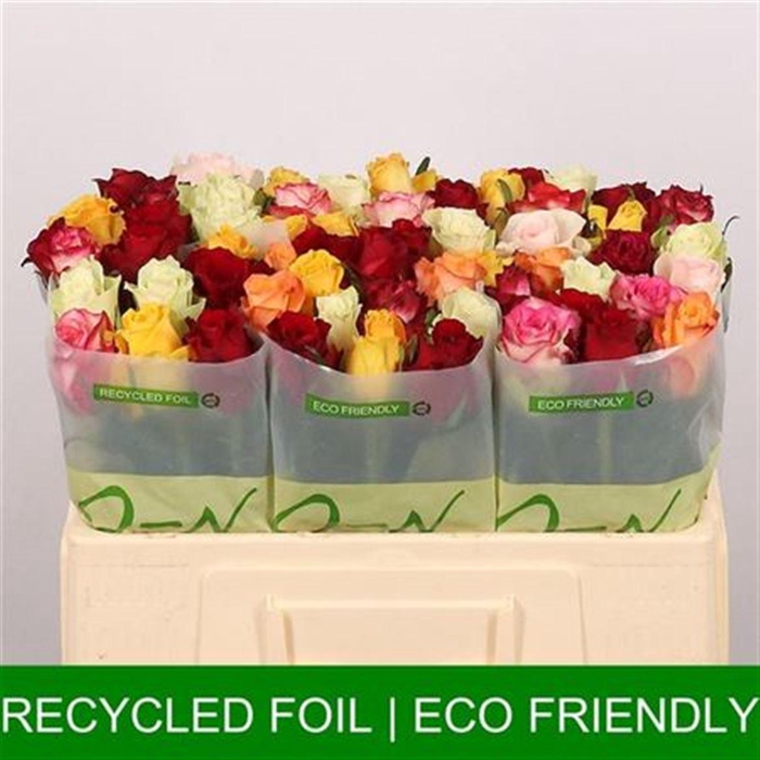 <h4>R Gr Gem In Bos</h4>