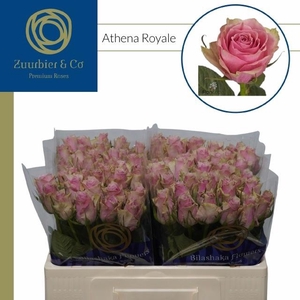 R GR ATHENA ROYALE
