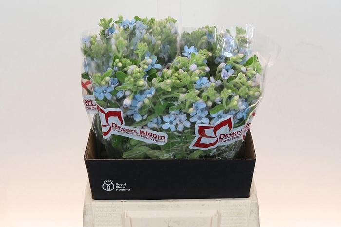 <h4>OXY CO TAN PURE BLU</h4>