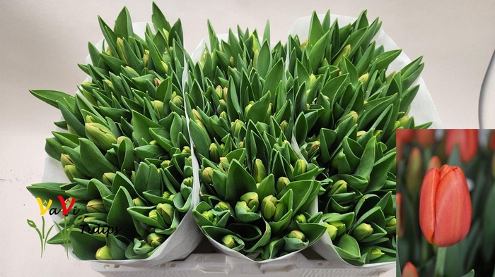 <h4>TU EN ORANGE JUICE</h4>