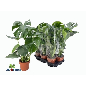 Monstera deliciosa 17Ø 70cm 4pp