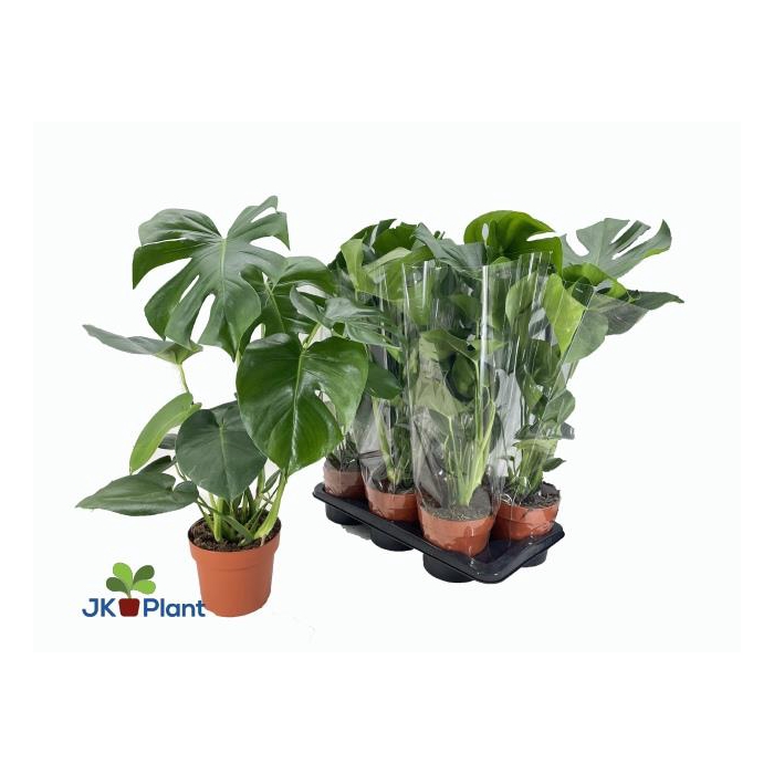 <h4>Monstera deliciosa 17Ø 75cm 4pp</h4>