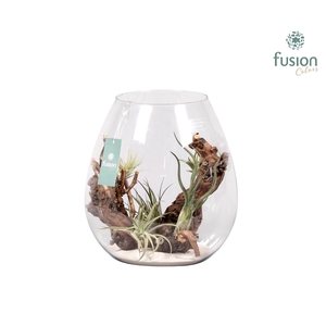 Green Bottle Abby Large met air tillandsia