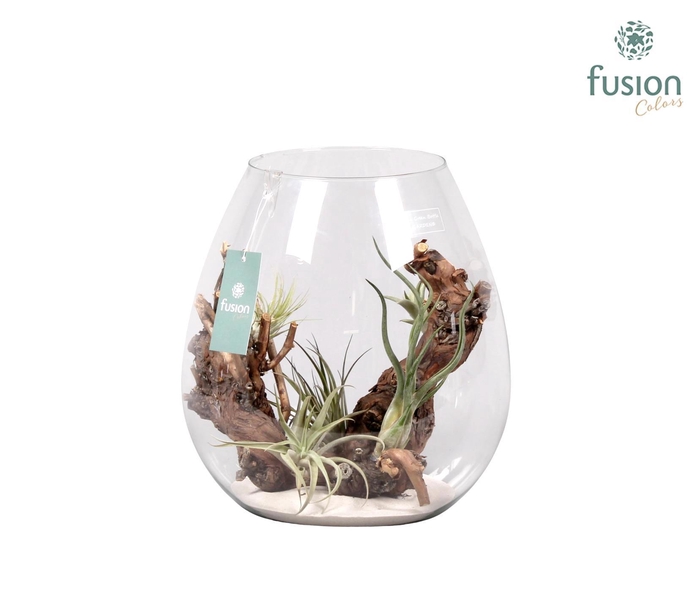 <h4>Green Bottle Abby Large met air tillandsia</h4>