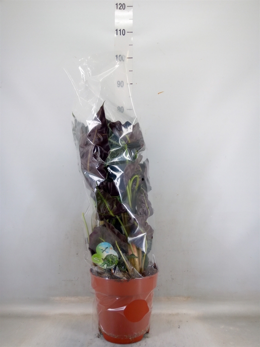 <h4>Alocasia amazonica</h4>