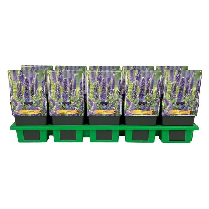 <h4>Veronica spicata 'Candela Purple' P11</h4>