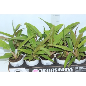 PHILODENDRON RING OF FIRE GREEN P12