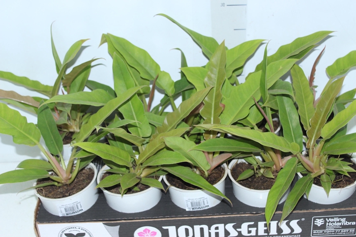 <h4>PHILODENDRON RING OF FIRE GREEN P12</h4>