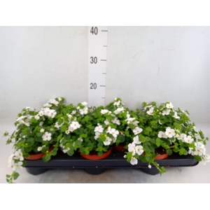 Sutera  'White Showers'