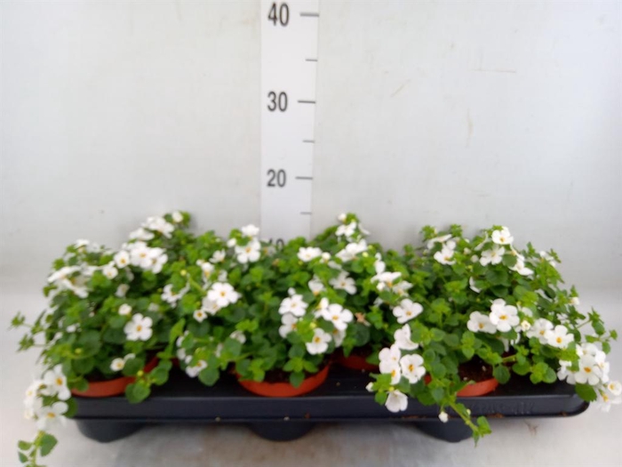 <h4>Sutera  'White Showers'</h4>