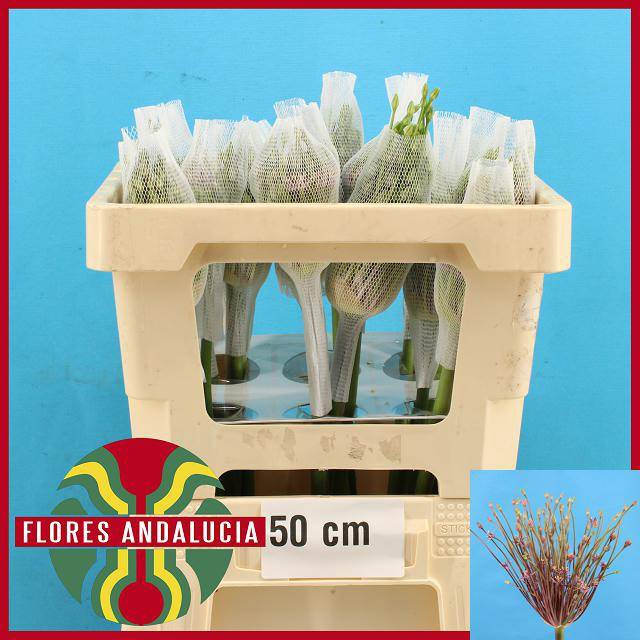 <h4>ALLIUM SCHUBERTII</h4>
