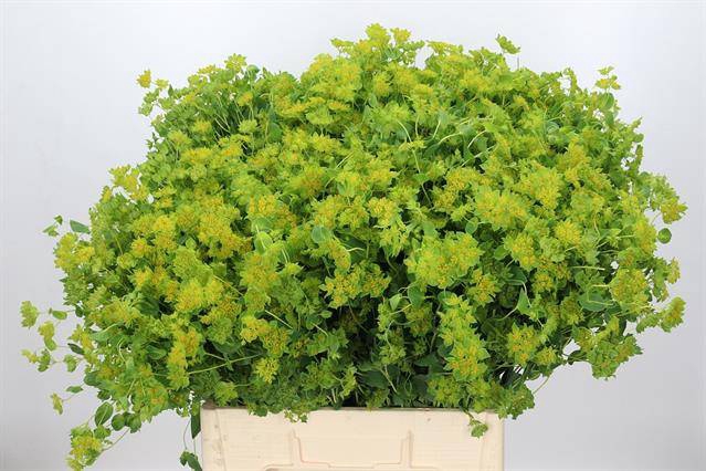 <h4>BUPLEURUM ROTUNDIFOL</h4>