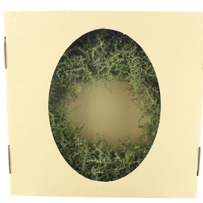 <h4>Wreath Asparagus Wild Preserved</h4>