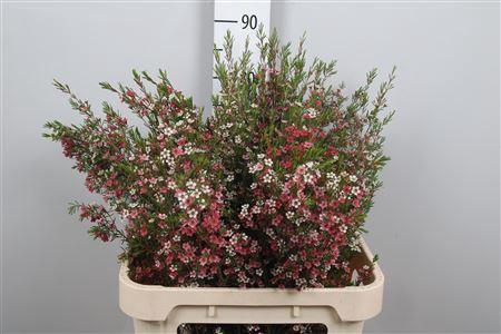 <h4>Chame Un My Sweet 16</h4>