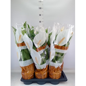 Spathiphyllum  'Sweet Chico'