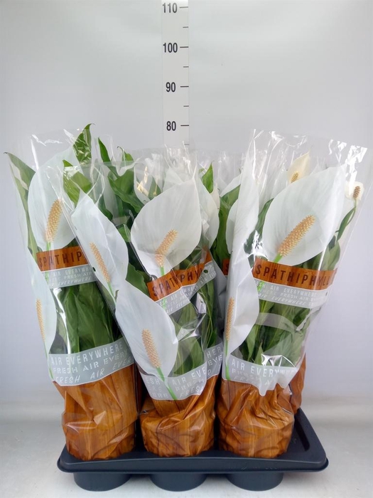 <h4>Spathiphyllum  'Sweet Chico'</h4>