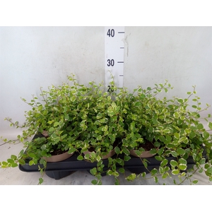 Ficus pumila 'White Sunny'