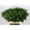 Ruscus Hypophyllum