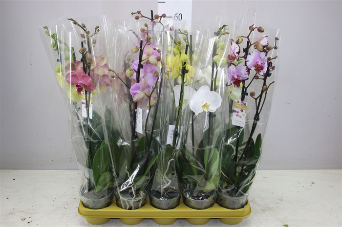<h4>Phal Gemengd 2 Tak 18+</h4>