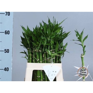Drac Lucky Bamboo Recht 50mc