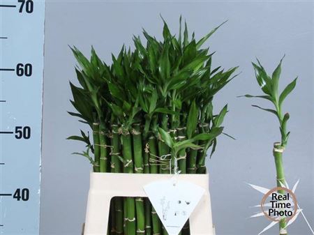 <h4>Drac Lucky Bamboo Recht 50mc</h4>