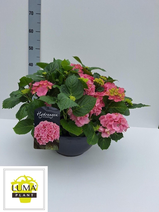 <h4>HYDR M HI RIVER</h4>