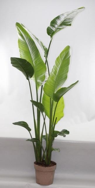 <h4>STRELITZIA NICOLAI</h4>