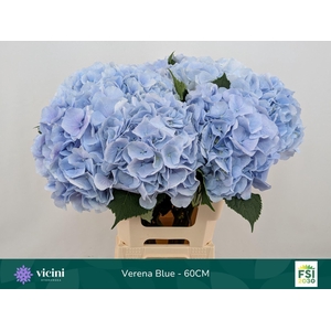Hydrangea 'Verena Blue' 20cm