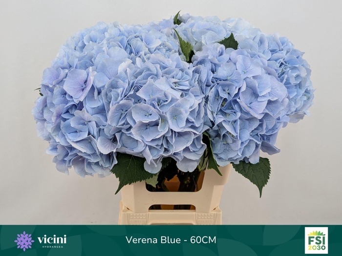 <h4>Hydrangea 'Verena Blue' 20cm</h4>