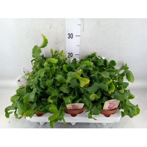 Epiphyllum guatem. var. monstrosa