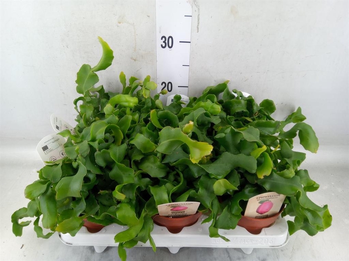 <h4>Epiphyllum guatem. var. monstrosa</h4>