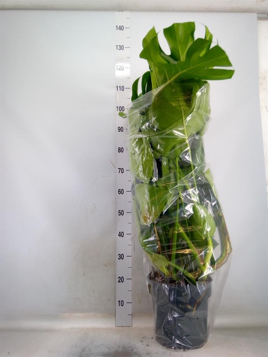 <h4>Monstera delic.</h4>