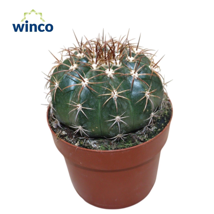 <h4>Melocactus Ruestii</h4>