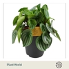 Peperomia Argyreia Eden BC