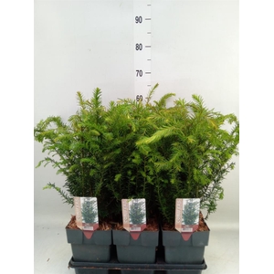 Taxus baccata