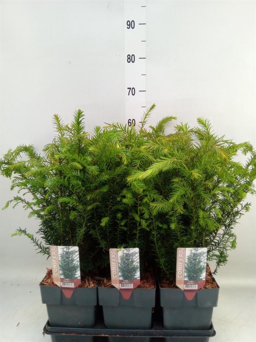 <h4>Taxus baccata</h4>