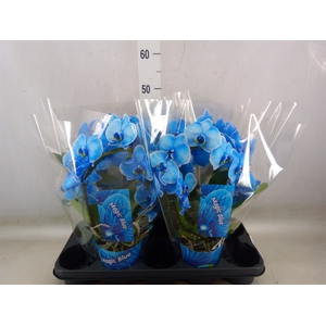 Phalaenopsis   ...