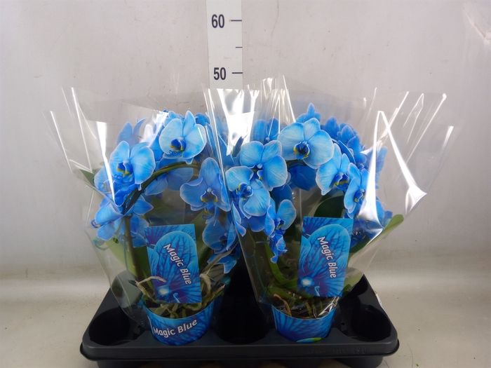 <h4>Phalaenopsis   ...</h4>