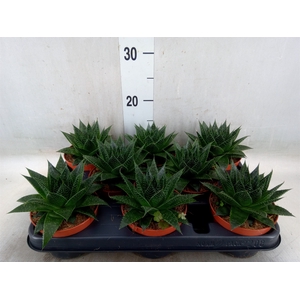 Aloe aristata 'Safari Ami'