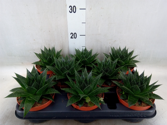 <h4>Aloe aristata 'Safari Ami'</h4>