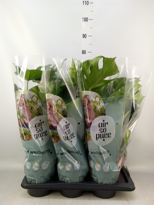 <h4>Monstera delic.</h4>