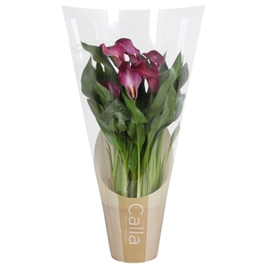 Zantedeschia Allure Calla rood in bedrukte hoes