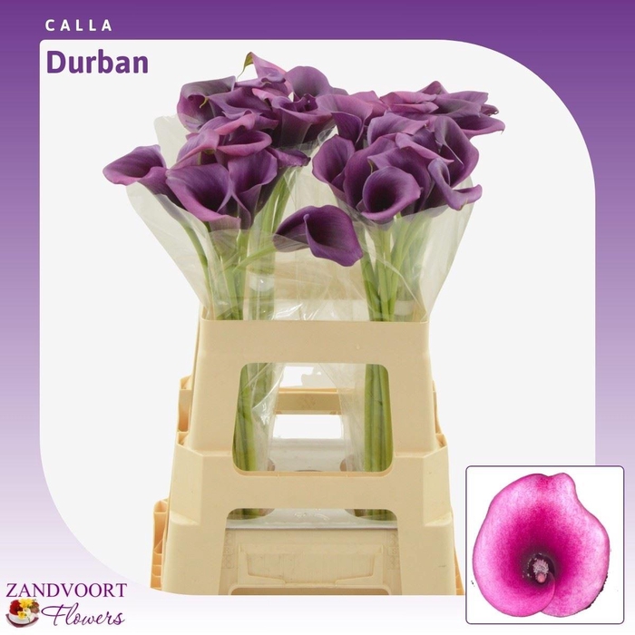 <h4>Calla Durban</h4>