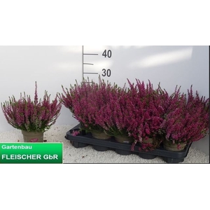 CALLU GARDEN GIRL PINK