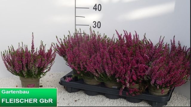 <h4>CALLU GARDEN GIRL PINK</h4>