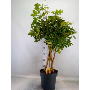 Schefflera arbor. 'Gold Capella'