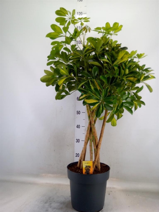 <h4>Schefflera arbor. 'Gold Capella'</h4>