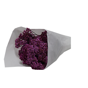 ACHILLEA MILLEFOLIUM ROSA TINTURADA 070 CM